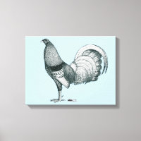 Gamecock Crele or Dom