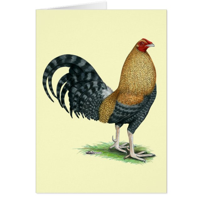 Gamecock : Dom ou Crele (Devant)