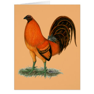 Gamecock Ginger Red Rooster