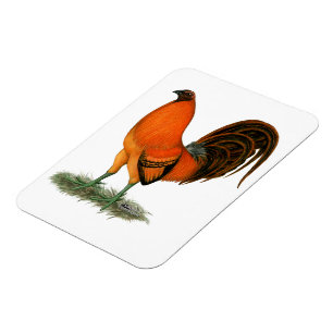 Gamecock Ginger Red Rooster Magnet