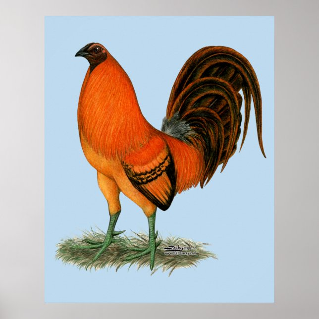 Gamecock Ginger Red Rooster Poster (Front)