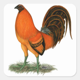 Gamecock Ginger Red Rooster Square Sticker
