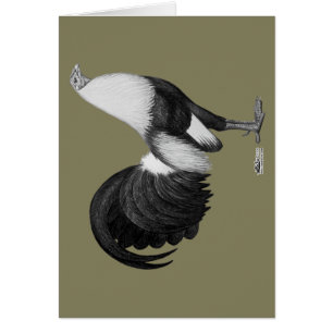 Gamecock Grey Duckwing