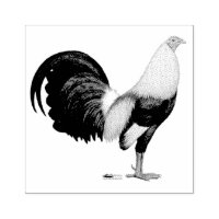 Gamecock Grey Duckwing