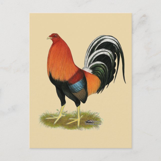 Gamecock Wheaten Rooster Postcard (Front)