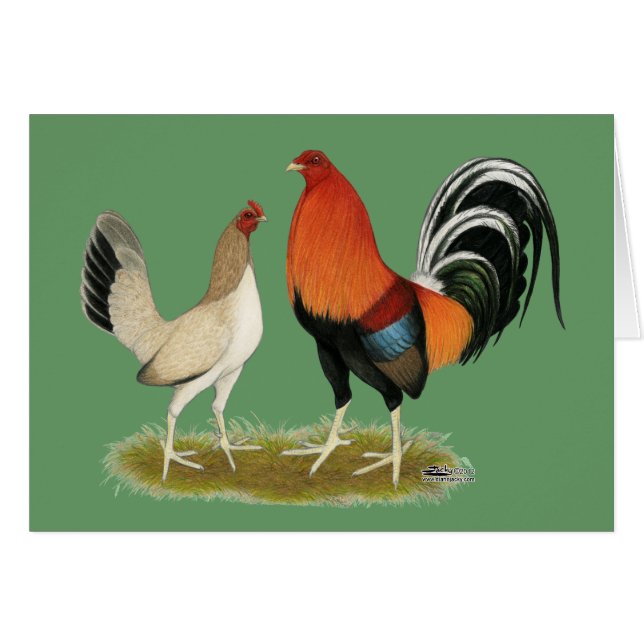 Gamefowl wheatens (Devant Horizontal)