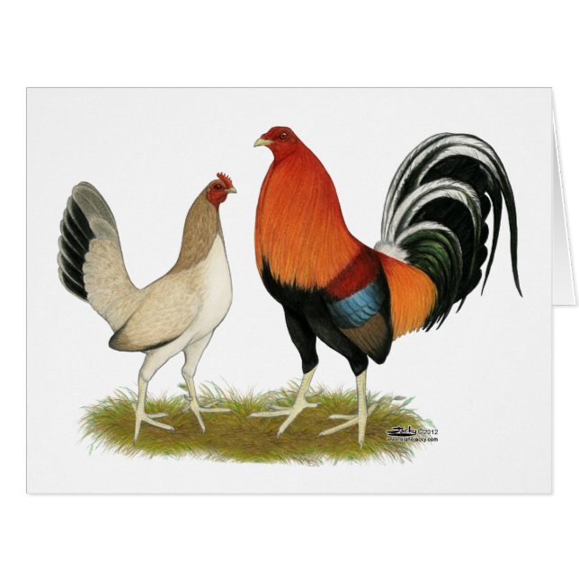 Gamefowl Wheatens (Front Horizontal)