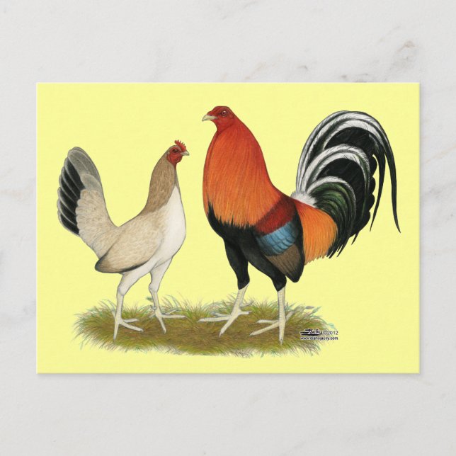 Gamefowl Wheatens Postcard (Front)