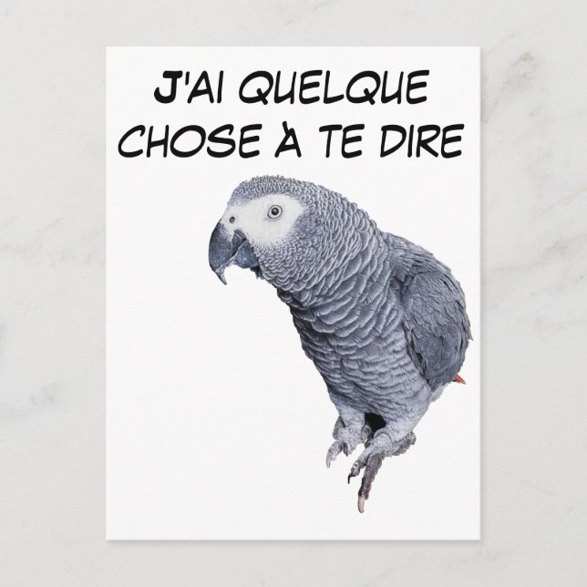 Gamme Perroquet - Gris du Gabon Postcard (Front)