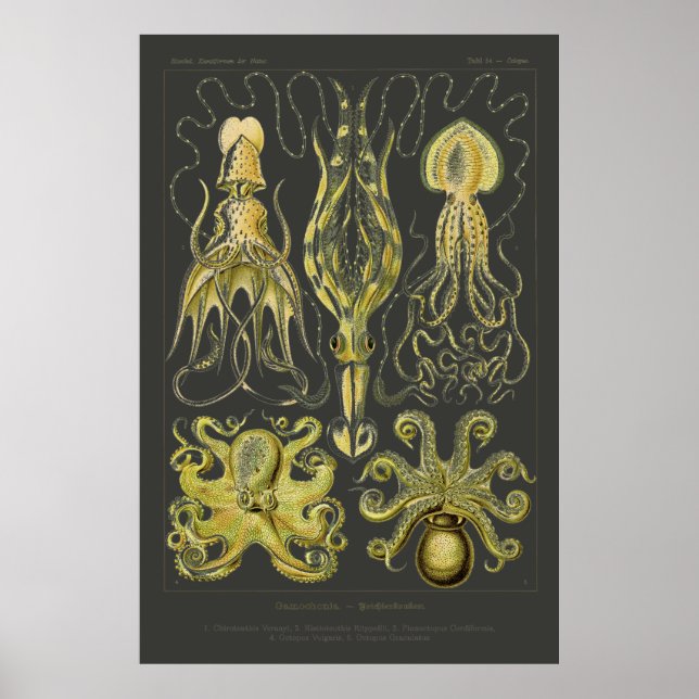 Gamochonia - Ernst Haeckel Squid, Octopod Poster (Front)