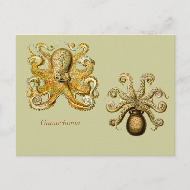 Gamochonia Horizontal Postcard (Front)