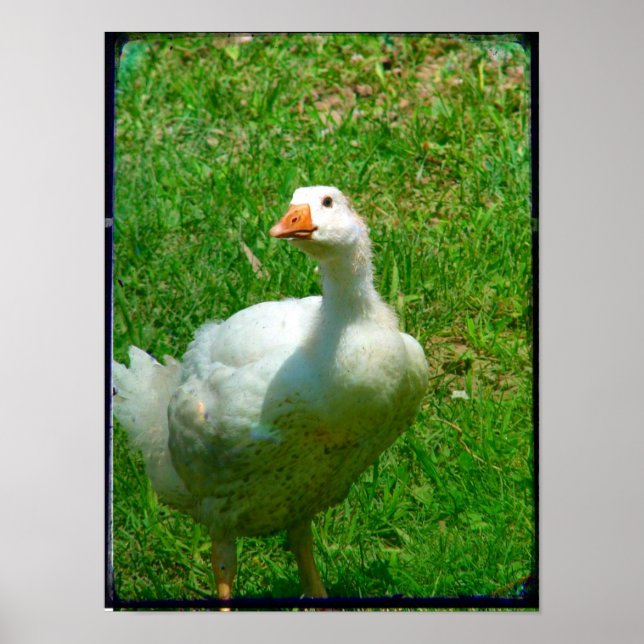 Gander Poster (Front)