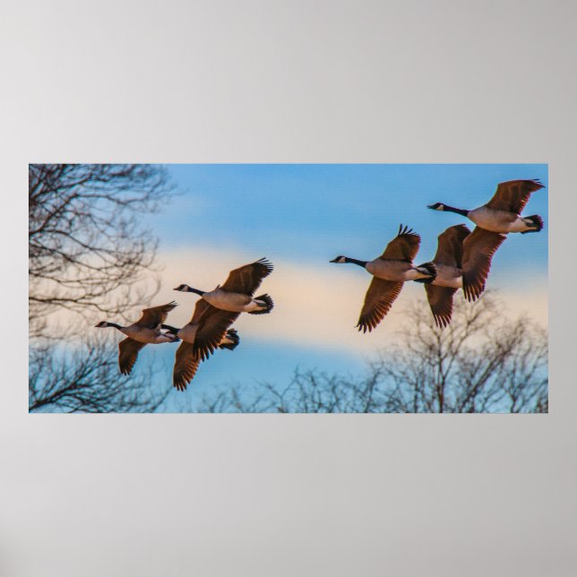Gang of Geese Poster (Front)