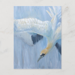 Gannets diving unique toxins for you postcard