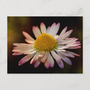 Gänseblümchen Postcard
