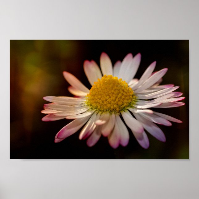 Gänseblümchen Poster (Front)