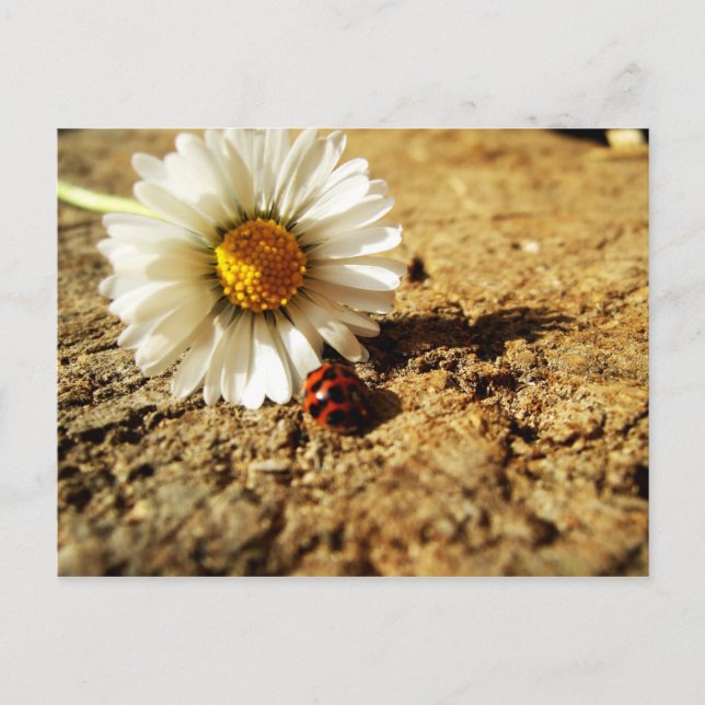 Gänseblümchen und Marienkäfer Postcard (Front)