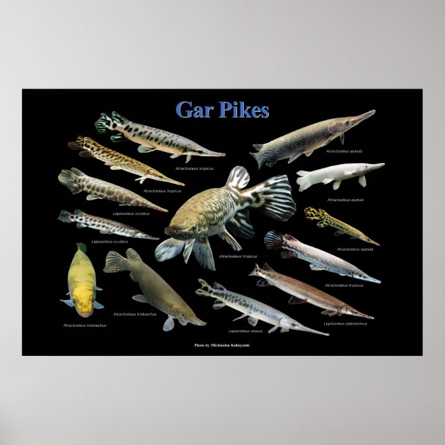 Gar Pikes Poster (Front)