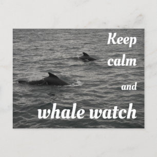 Garde calme et baleine surveillance Carte postale