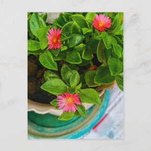 Garden Baby Sun Rose Plant In A Pot Postcard