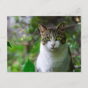 garden cat postcard