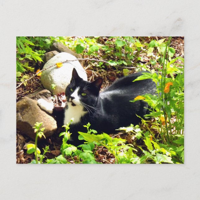 Garden Cat Postcard (Front)
