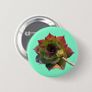 Garden Colourful Succulent Sempervivum Plant 2 Inch Round Button