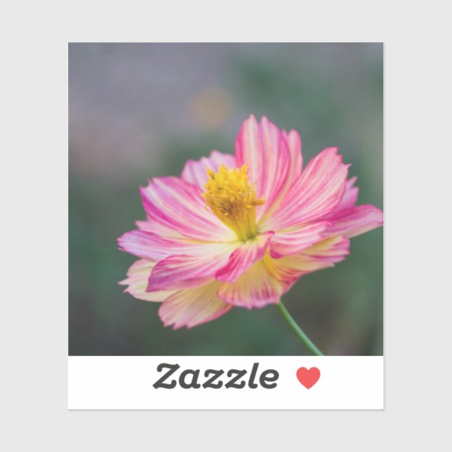 Garden Cosmos flower (Sheet)