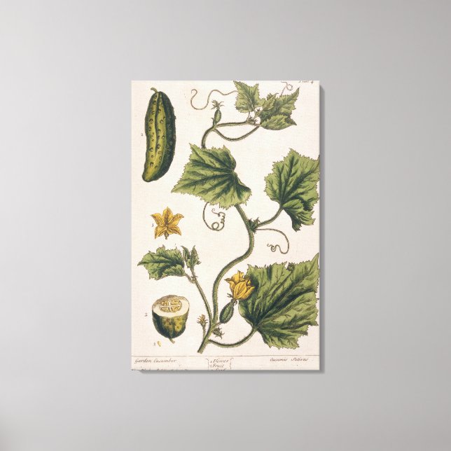 Garden Cucumber, plate 4 from 'A Curious Herbal', Canvas Print (Front)