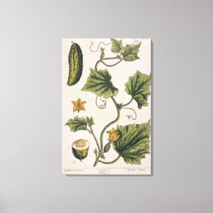 Garden Cucumber, plate 4 from 'A Curious Herbal', Canvas Print
