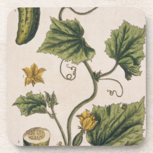 Garden Cucumber, plate 4 from 'A Curious Herbal', Coaster