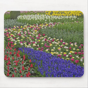 Garden design of Grape Hyacinth, and tulips, Mouse Pad