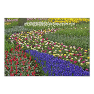 Garden design of Grape Hyacinth, and tulips, Photo Print