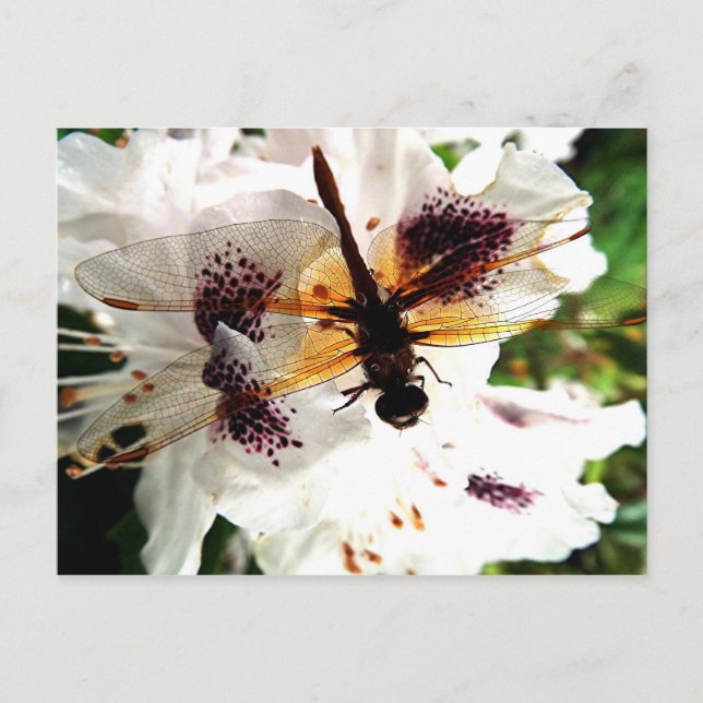 Garden Dragonfly Postcard (Front)