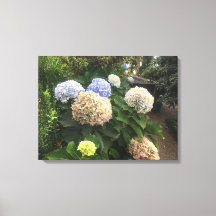 Garden Flowers
