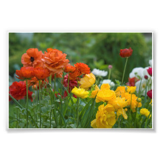 Garden flowers photo print