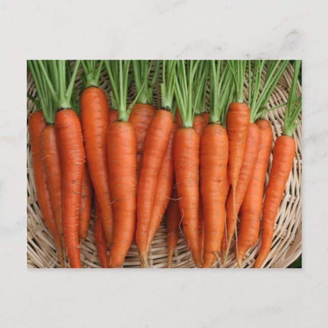 Garden Fresh Heirloom Carrots Postcard (Front)