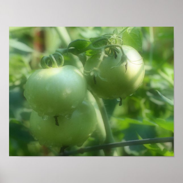 Garden Green Tomatoes Nature Poster (Front)