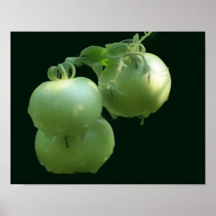 Garden Green Tomatoes Nature  Poster
