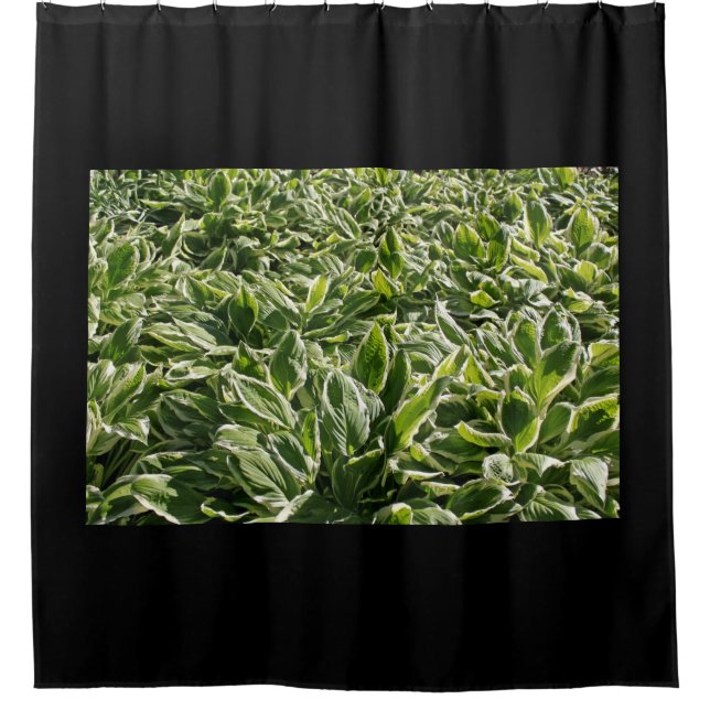 Garden Green White Hosta Plants Leaves Photo Black (Front)