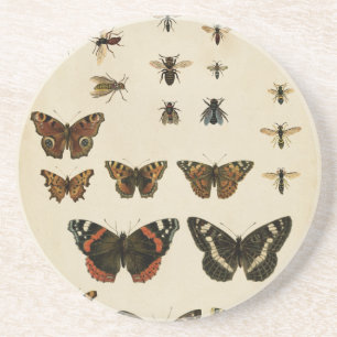 Garden Insects by Vision Studio Coaster