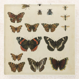 Garden Insects by Vision Studio Glass Coaster