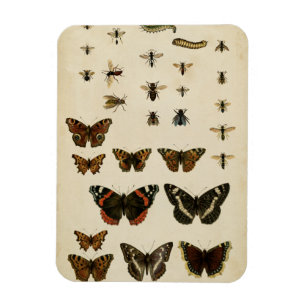 Garden Insects by Vision Studio Magnet