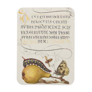 Garden Insects, Fly, Caterpillar, Pear, Centipede Magnet