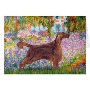 Garden - Irish Setter 1