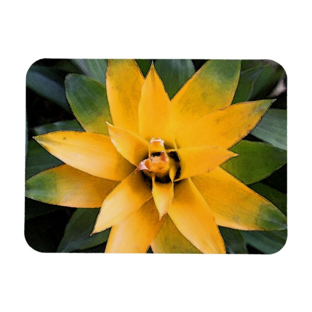 Garden leafy plant yellow leaves, magnet (Horizontal)