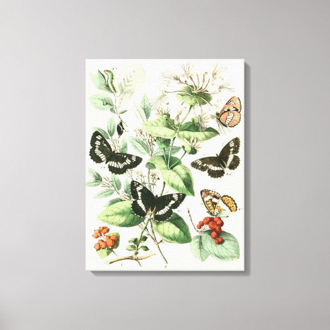 Garden of Butterflies and Flowers Canvas Print (Front)