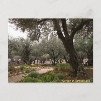 Garden of Gethsemane Postcard