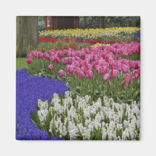 Garden of grape hyacinth, hyacinth and tulips, magnet