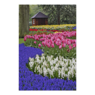 Garden of grape hyacinth, hyacinth and tulips, photo print